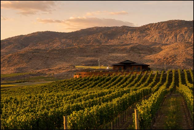 Bordertown estate vineyards in the warm Osoyoos landscape