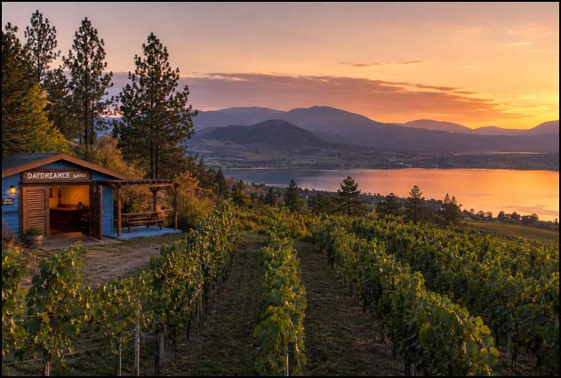 Daydreamer vineyard rows and the Naramata Bench overlooking Okanagan Lake